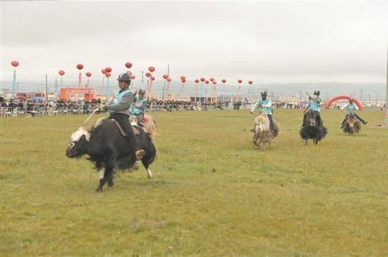 民族体育之花绽放黄南草原